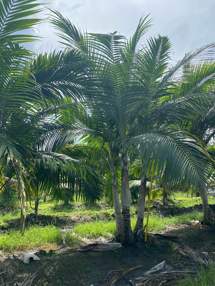 dictyosperma-album-princess-palm-hurricane-palm-dictyosperma-album-rubrum