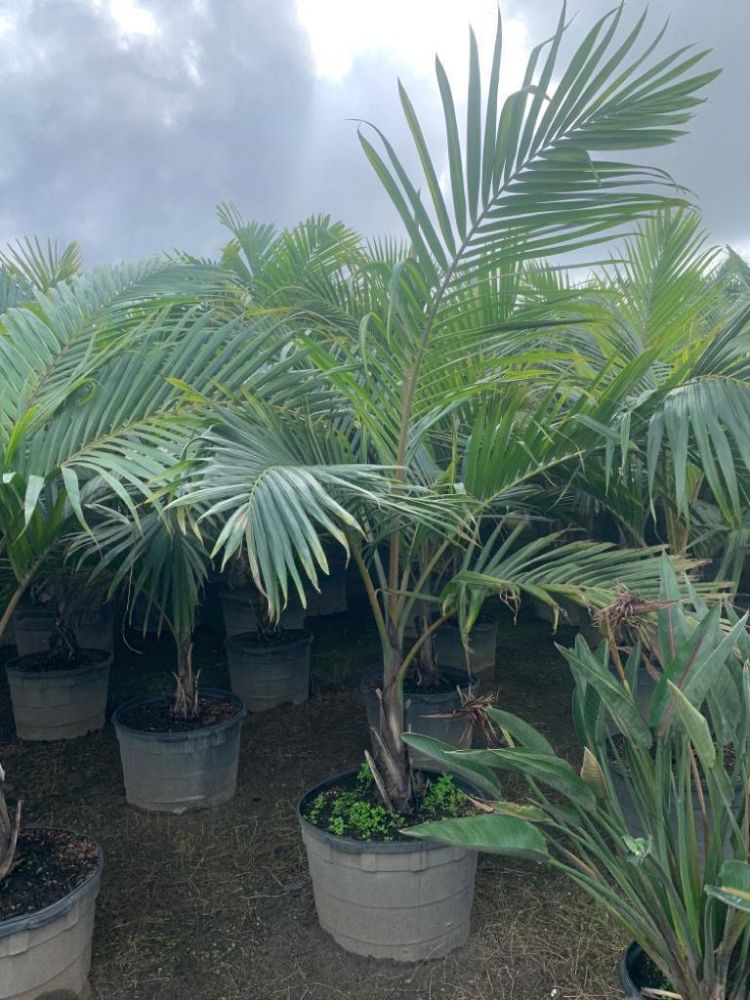 dictyosperma-album-princess-palm-hurricane-palm-dictyosperma-album-rubrum