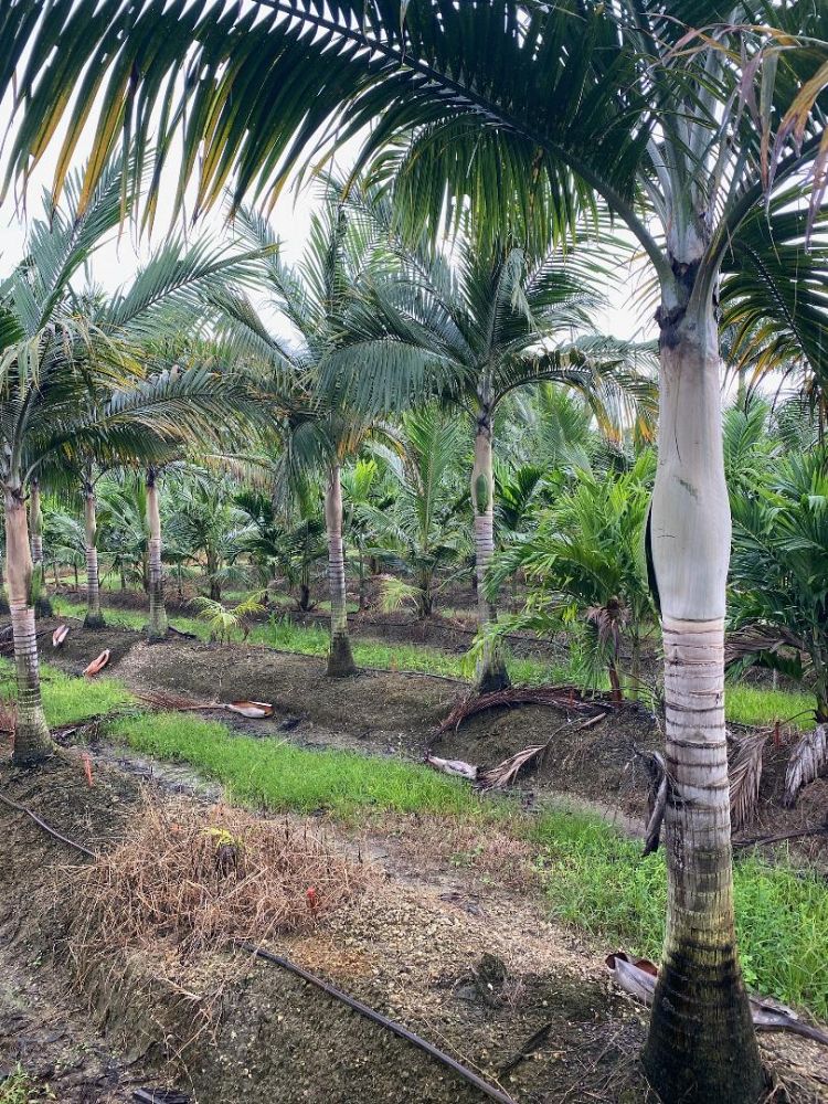 dictyosperma-album-princess-palm-hurricane-palm-dictyosperma-album-rubrum