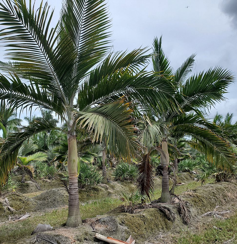dictyosperma-album-princess-palm-hurricane-palm-dictyosperma-album-rubrum