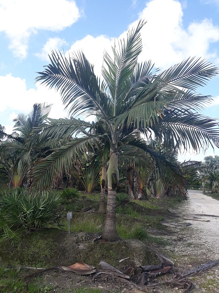 dictyosperma-album-princess-palm-hurricane-palm-dictyosperma-album-rubrum