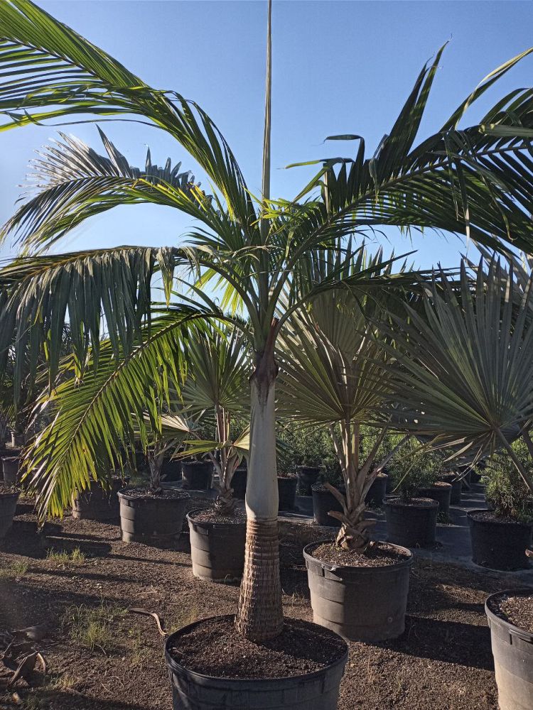 dictyosperma-album-princess-palm-hurricane-palm-dictyosperma-album-rubrum