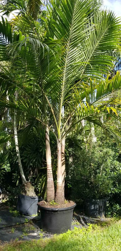 dictyosperma-album-princess-palm-hurricane-palm-dictyosperma-album-rubrum