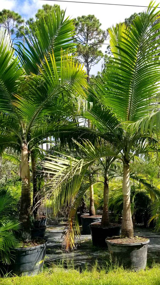 dictyosperma-album-princess-palm-hurricane-palm-dictyosperma-album-rubrum
