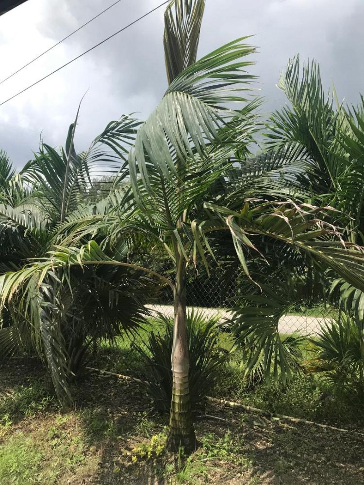 dictyosperma-album-princess-palm-hurricane-palm-dictyosperma-album-rubrum