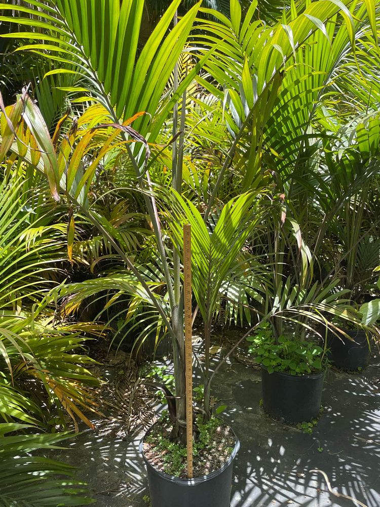 dictyosperma-album-princess-palm-hurricane-palm-dictyosperma-album-rubrum