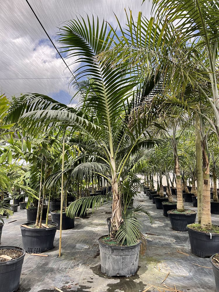 dictyosperma-album-princess-palm-hurricane-palm-dictyosperma-album-rubrum