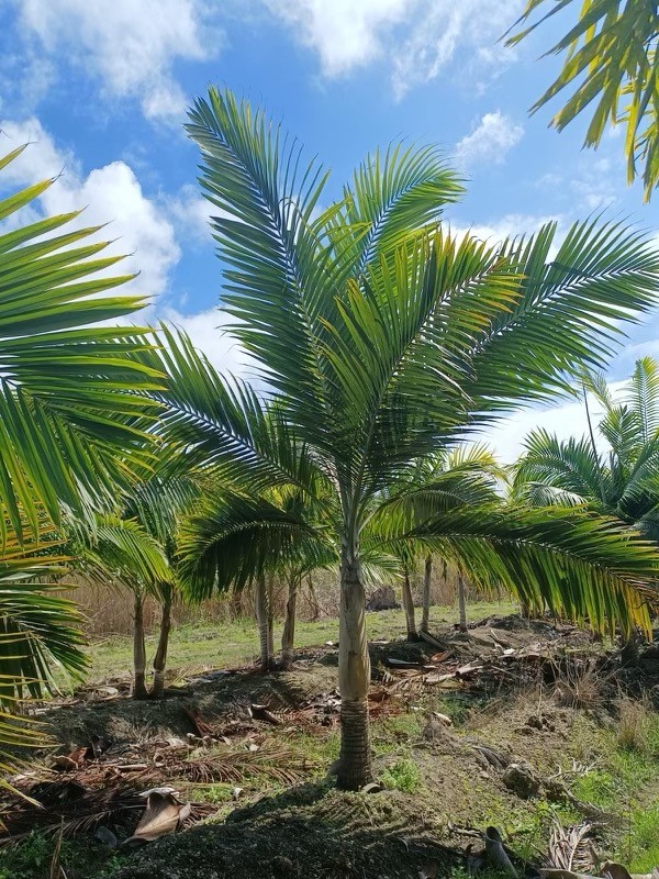 dictyosperma-album-princess-palm-hurricane-palm-dictyosperma-album-rubrum