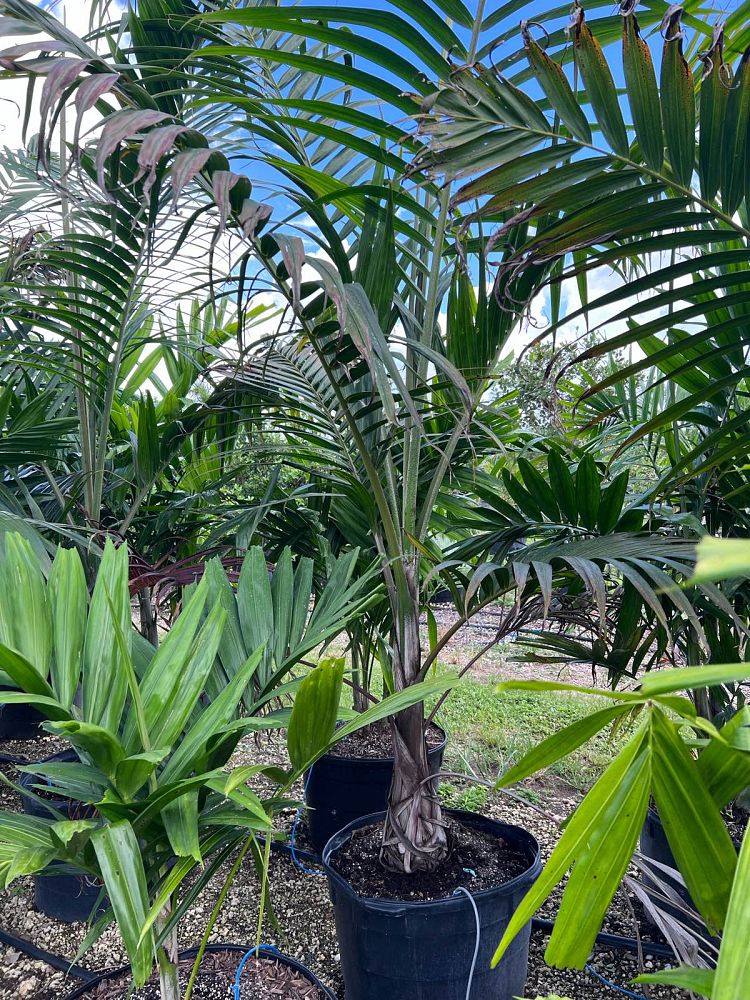 dictyosperma-album-princess-palm-hurricane-palm-dictyosperma-album-rubrum