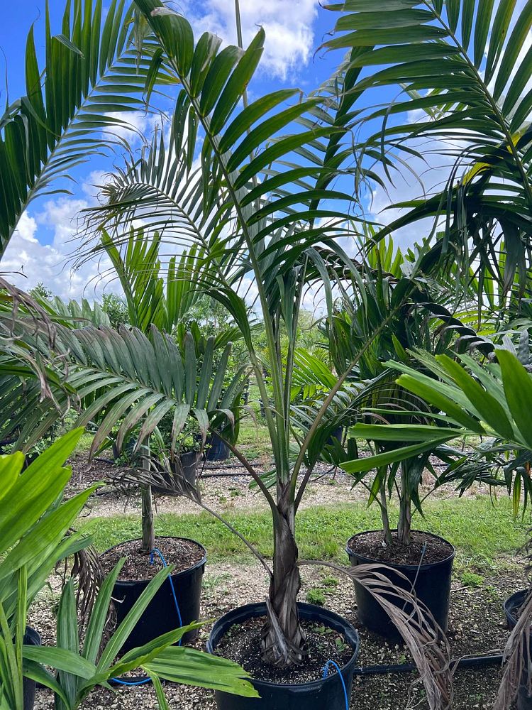 dictyosperma-album-princess-palm-hurricane-palm-dictyosperma-album-rubrum
