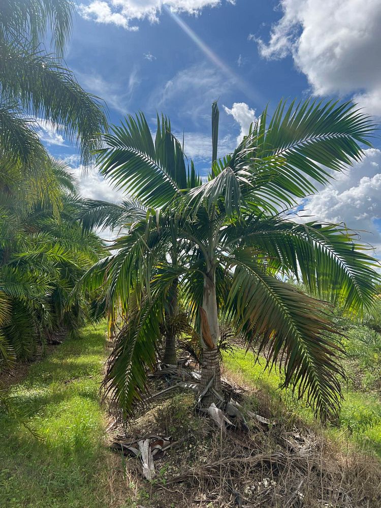 dictyosperma-album-princess-palm-hurricane-palm-dictyosperma-album-rubrum