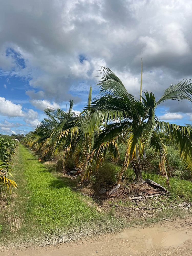 dictyosperma-album-princess-palm-hurricane-palm-dictyosperma-album-rubrum