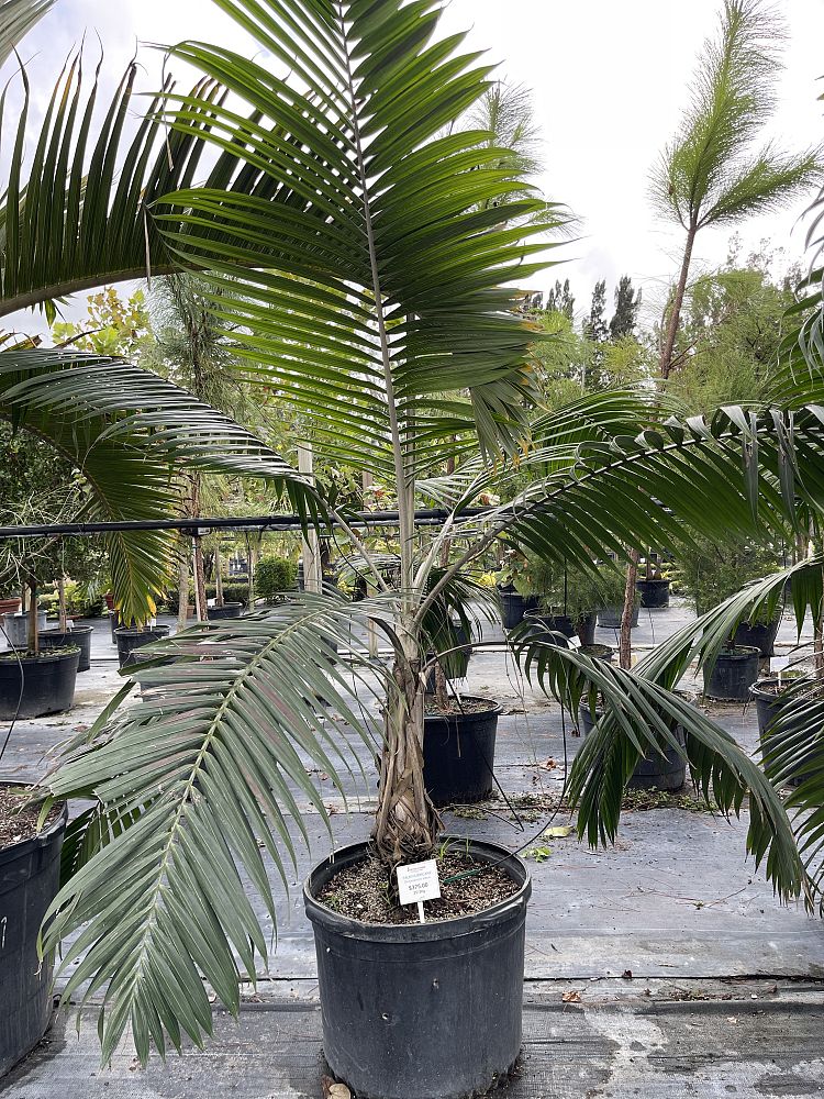 dictyosperma-album-princess-palm-hurricane-palm-dictyosperma-album-rubrum