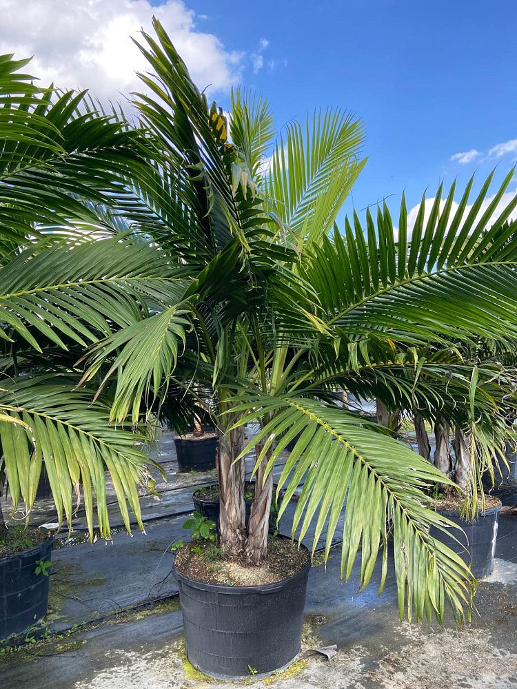 dictyosperma-album-princess-palm-hurricane-palm-dictyosperma-album-rubrum