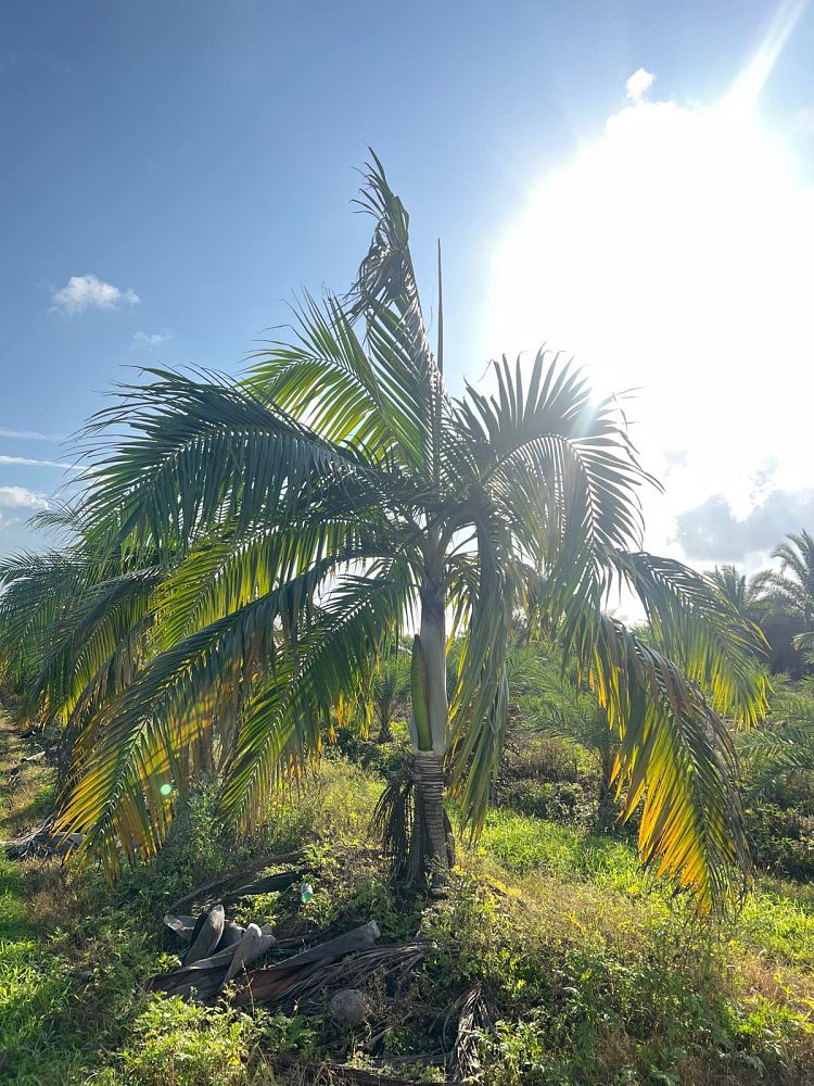 dictyosperma-album-princess-palm-hurricane-palm-dictyosperma-album-rubrum