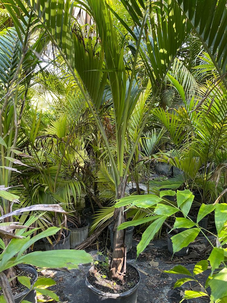 dictyosperma-album-princess-palm-hurricane-palm-dictyosperma-album-rubrum