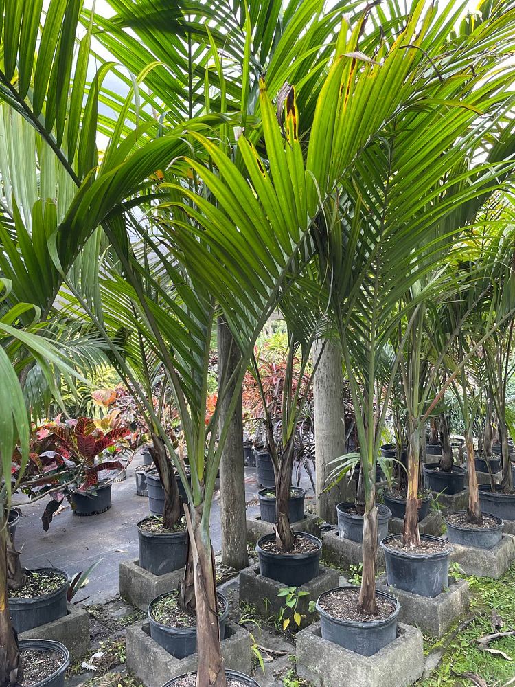 dictyosperma-album-princess-palm-hurricane-palm-dictyosperma-album-rubrum