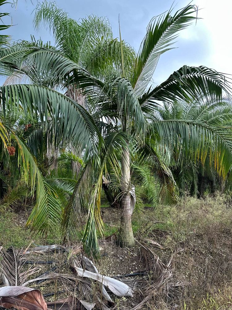 dictyosperma-album-princess-palm-hurricane-palm-dictyosperma-album-rubrum