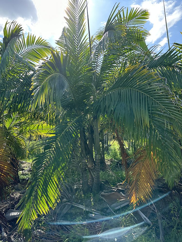 dictyosperma-album-princess-palm-hurricane-palm-dictyosperma-album-rubrum
