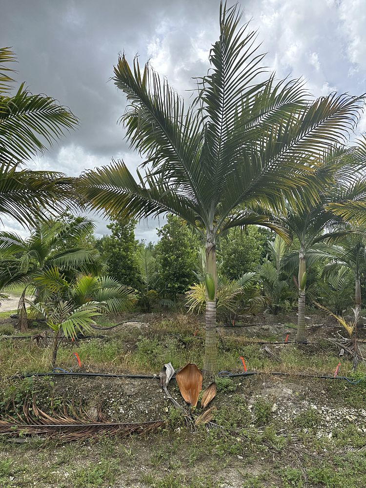 dictyosperma-album-princess-palm-hurricane-palm-dictyosperma-album-rubrum