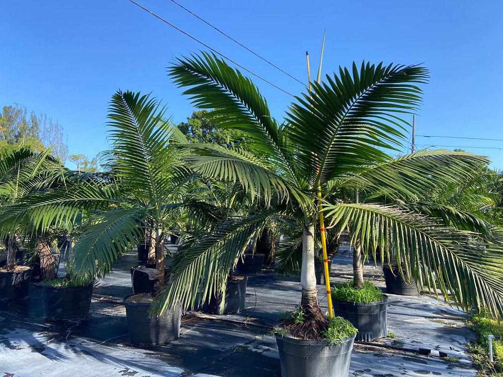 dictyosperma-album-princess-palm-hurricane-palm-dictyosperma-album-rubrum