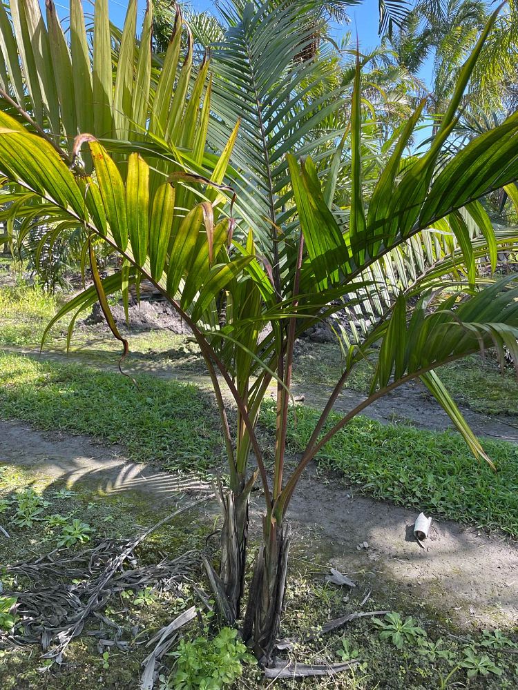 dictyosperma-album-princess-palm-hurricane-palm-dictyosperma-album-rubrum