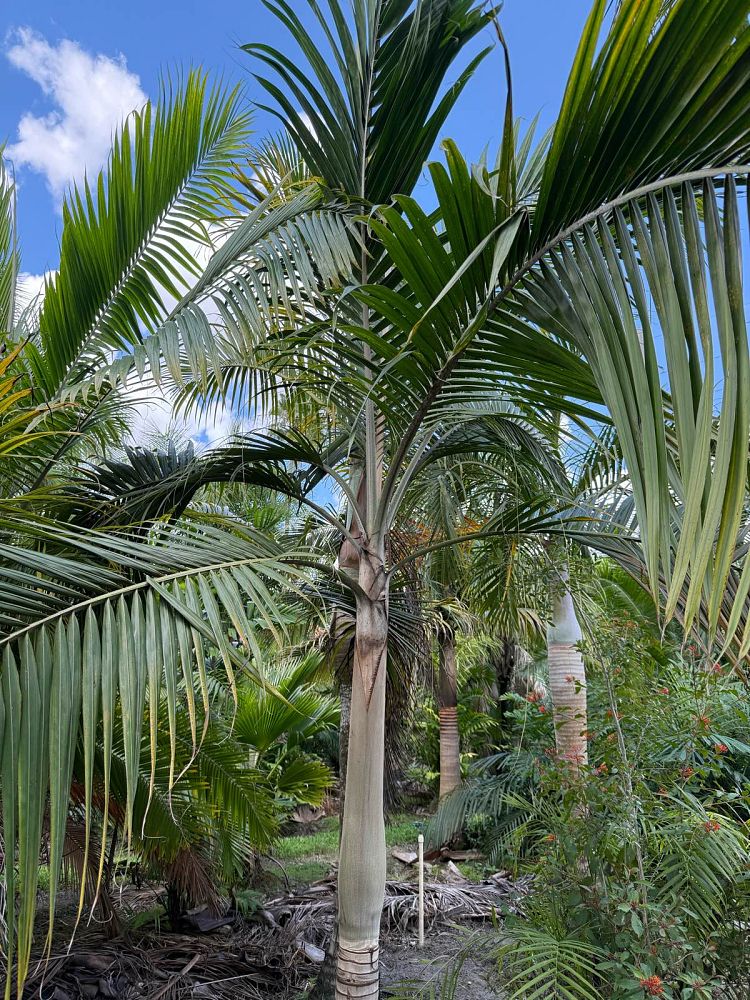dictyosperma-album-princess-palm-hurricane-palm-dictyosperma-album-rubrum