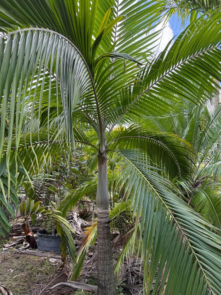 dictyosperma-album-princess-palm-hurricane-palm-dictyosperma-album-rubrum