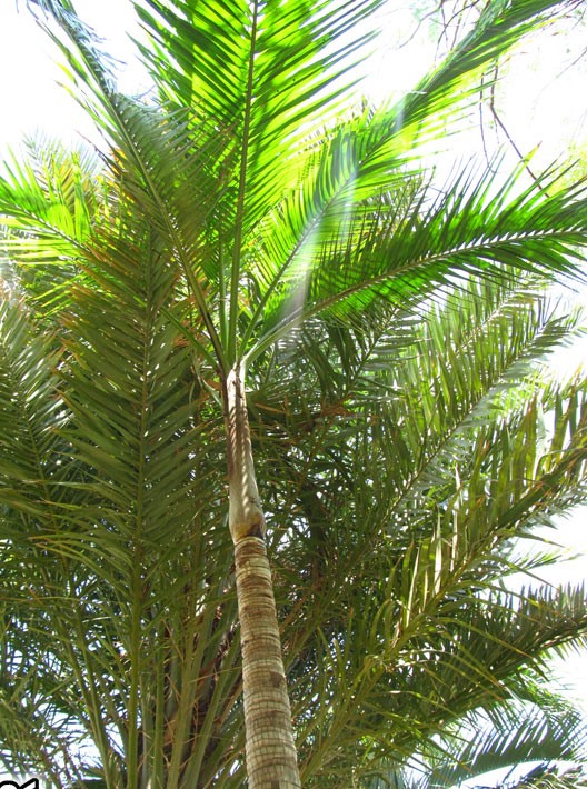 dictyosperma-album-princess-palm-hurricane-palm-dictyosperma-album-rubrum
