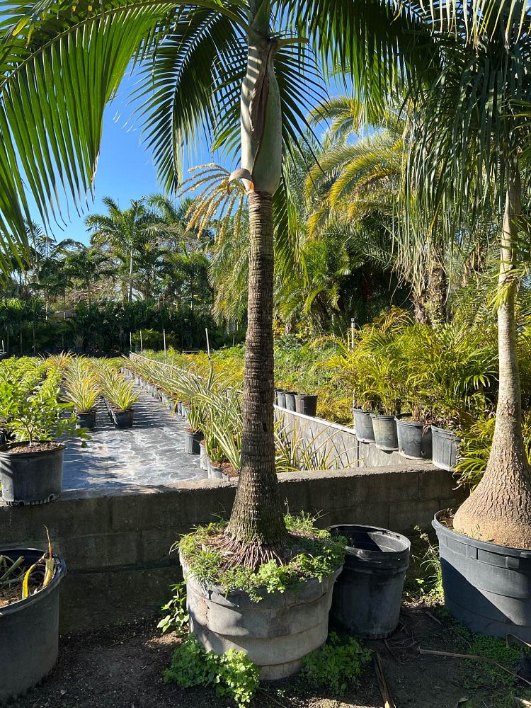 dictyosperma-album-princess-palm-hurricane-palm-dictyosperma-album-rubrum