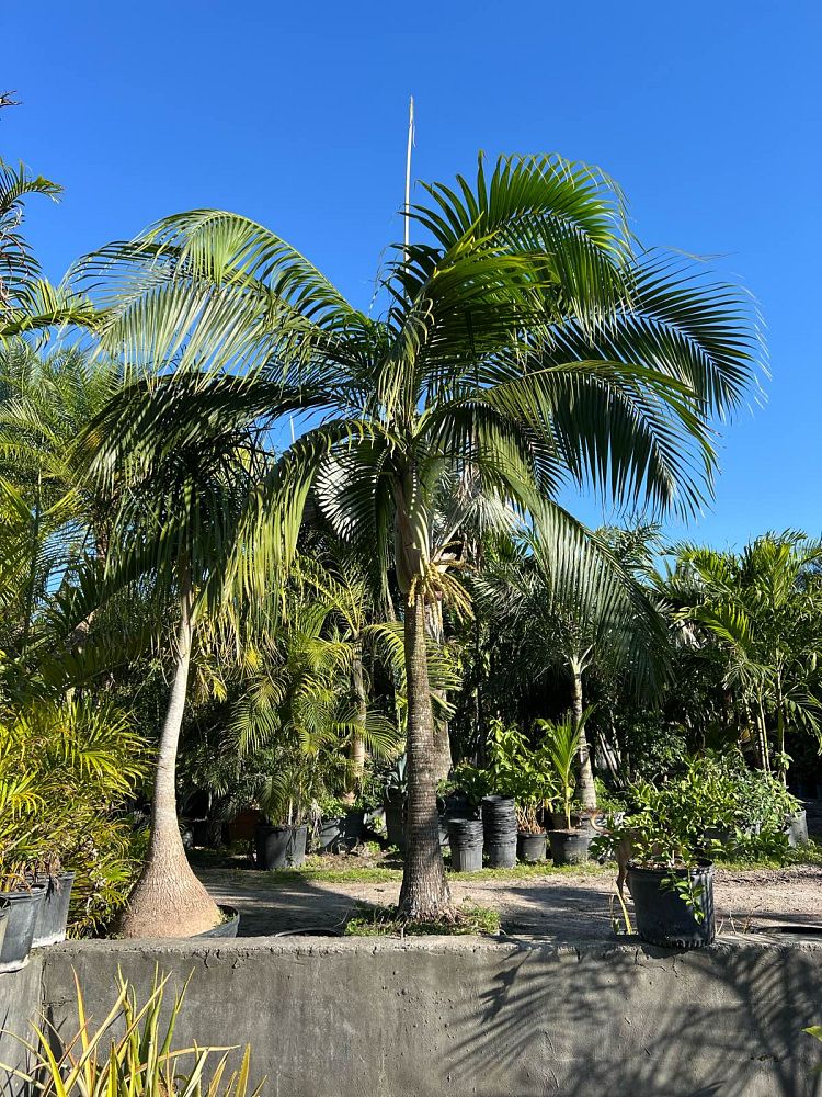 dictyosperma-album-princess-palm-hurricane-palm-dictyosperma-album-rubrum