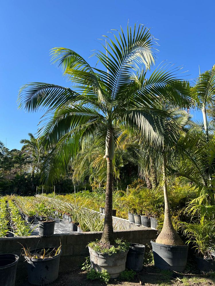 dictyosperma-album-princess-palm-hurricane-palm-dictyosperma-album-rubrum