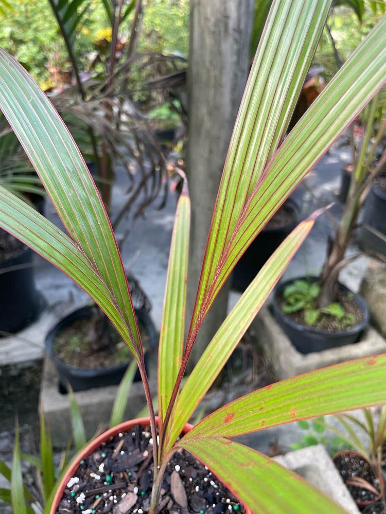 dictyosperma-album-princess-palm-hurricane-palm-dictyosperma-album-rubrum