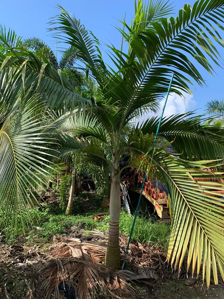 dictyosperma-album-princess-palm-hurricane-palm-dictyosperma-album-rubrum