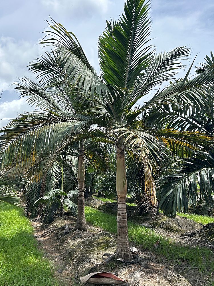 dictyosperma-album-princess-palm-hurricane-palm-dictyosperma-album-rubrum