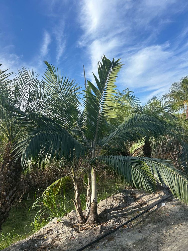 dictyosperma-album-princess-palm-hurricane-palm-dictyosperma-album-rubrum