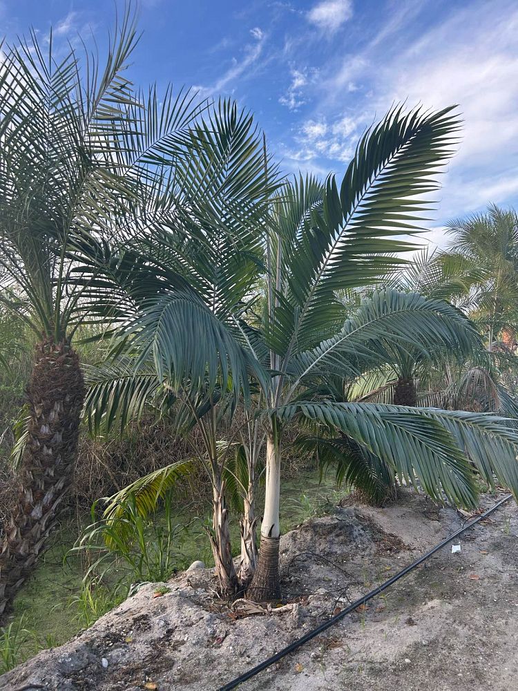 dictyosperma-album-princess-palm-hurricane-palm-dictyosperma-album-rubrum