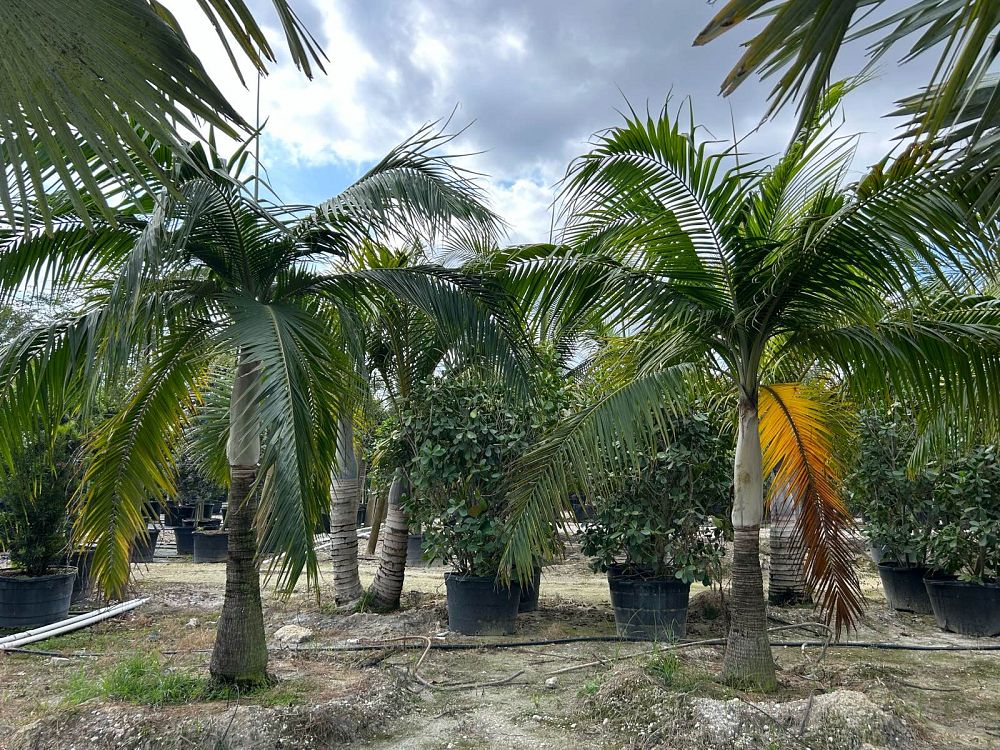 dictyosperma-album-princess-palm-hurricane-palm-dictyosperma-album-rubrum