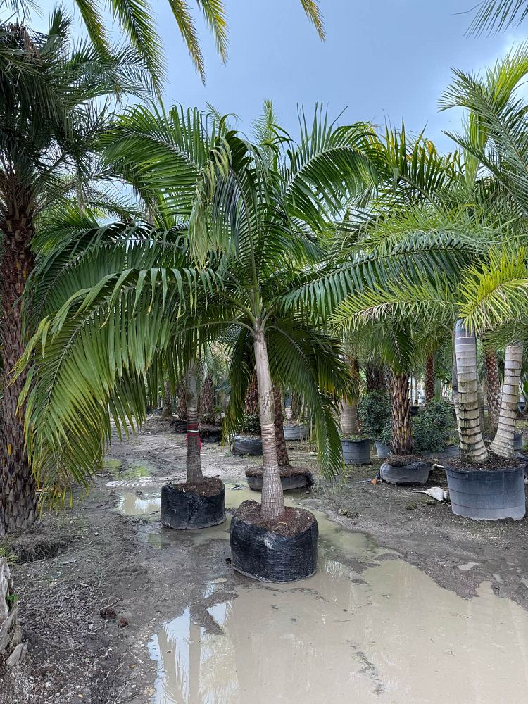 dictyosperma-album-princess-palm-hurricane-palm-dictyosperma-album-rubrum