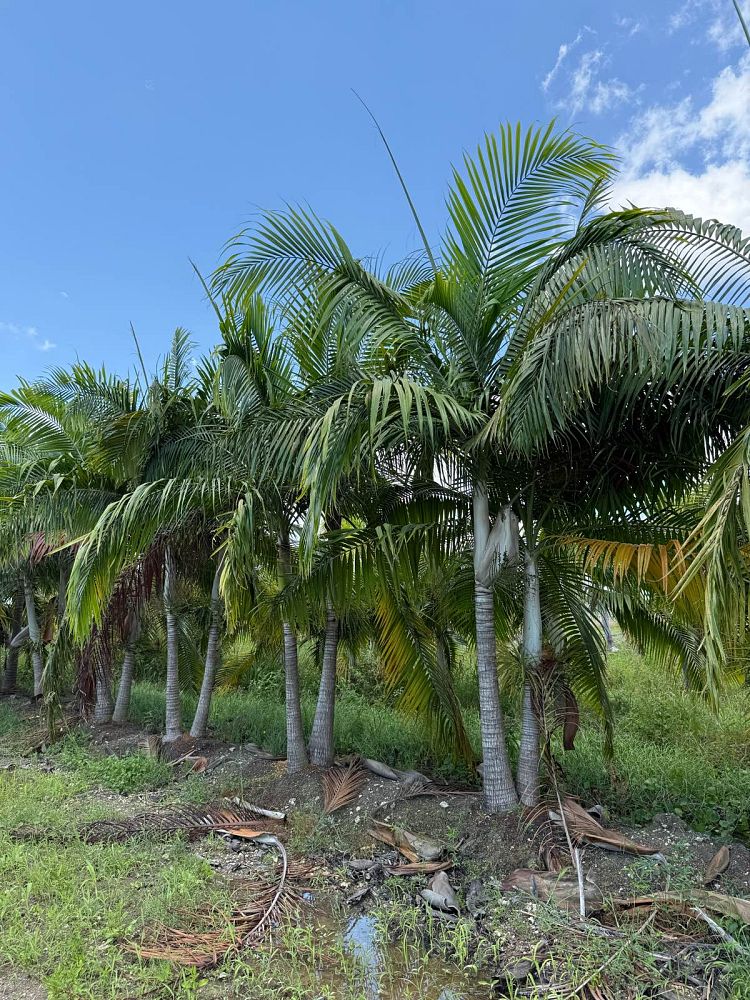 dictyosperma-album-princess-palm-hurricane-palm-dictyosperma-album-rubrum