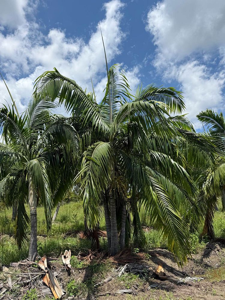 dictyosperma-album-princess-palm-hurricane-palm-dictyosperma-album-rubrum