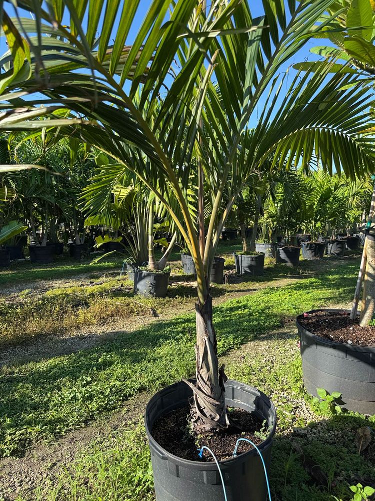 dictyosperma-album-princess-palm-hurricane-palm-dictyosperma-album-rubrum