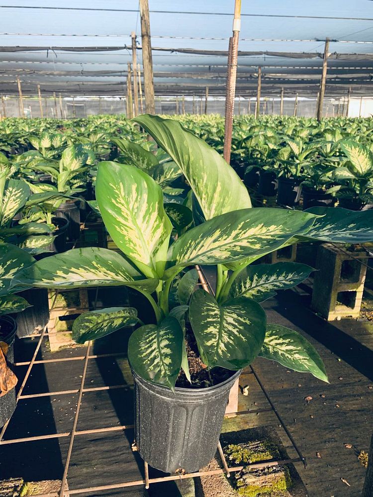 dieffenbachia-amoena-tropic-snow-dumb-cane
