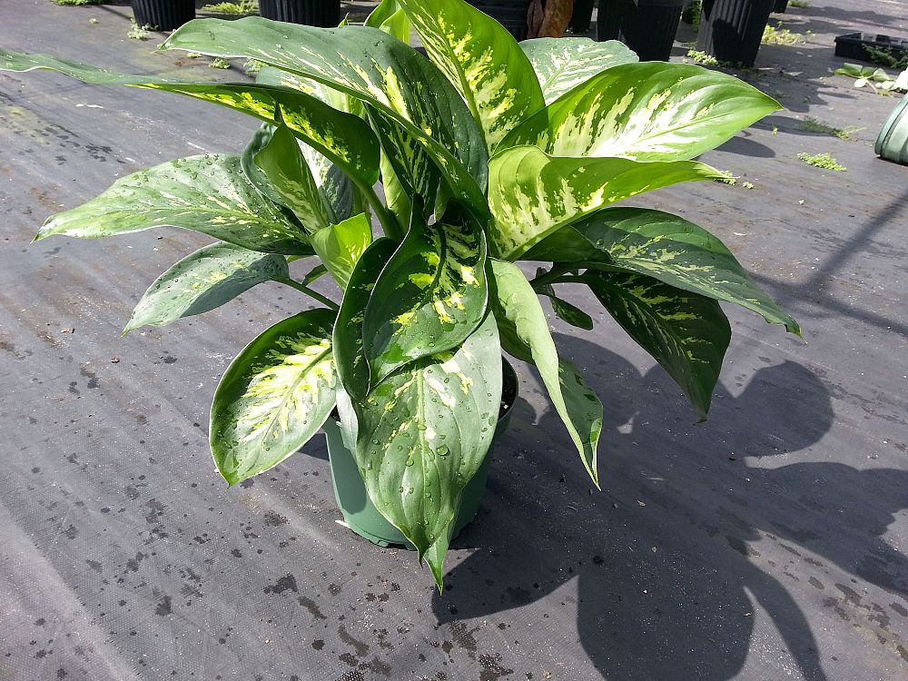 dieffenbachia-amoena-tropic-snow-dumb-cane