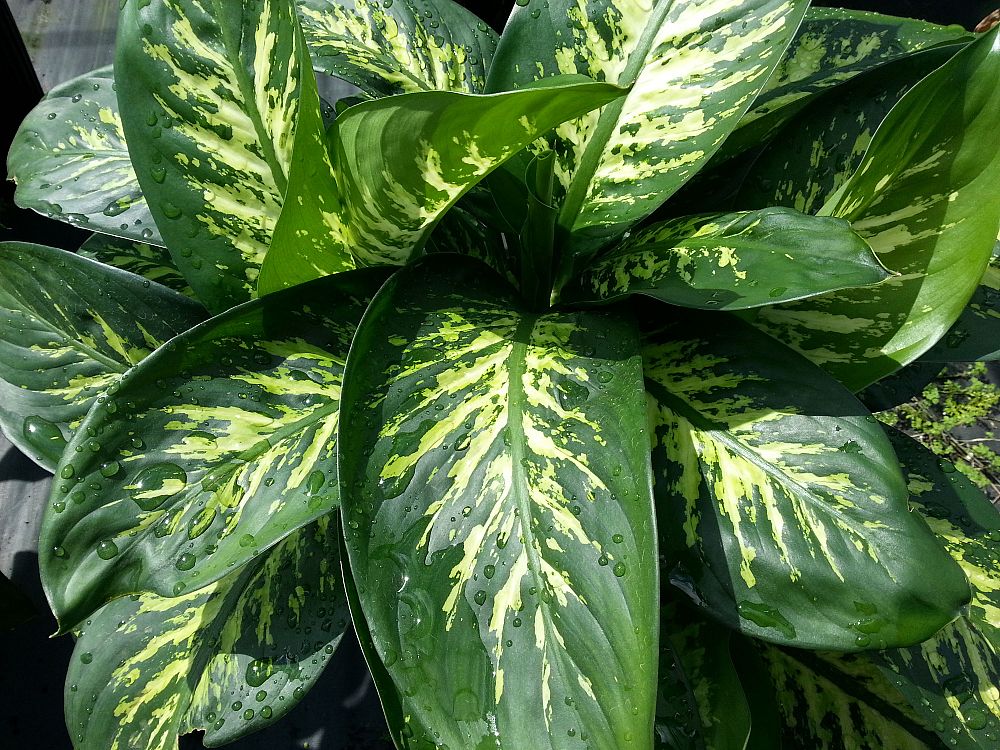 dieffenbachia-amoena-tropic-snow-dumb-cane