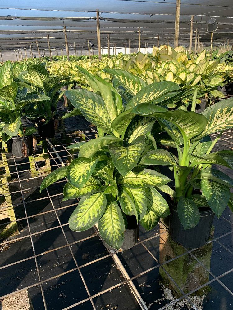 dieffenbachia-amoena-tropic-snow-dumb-cane
