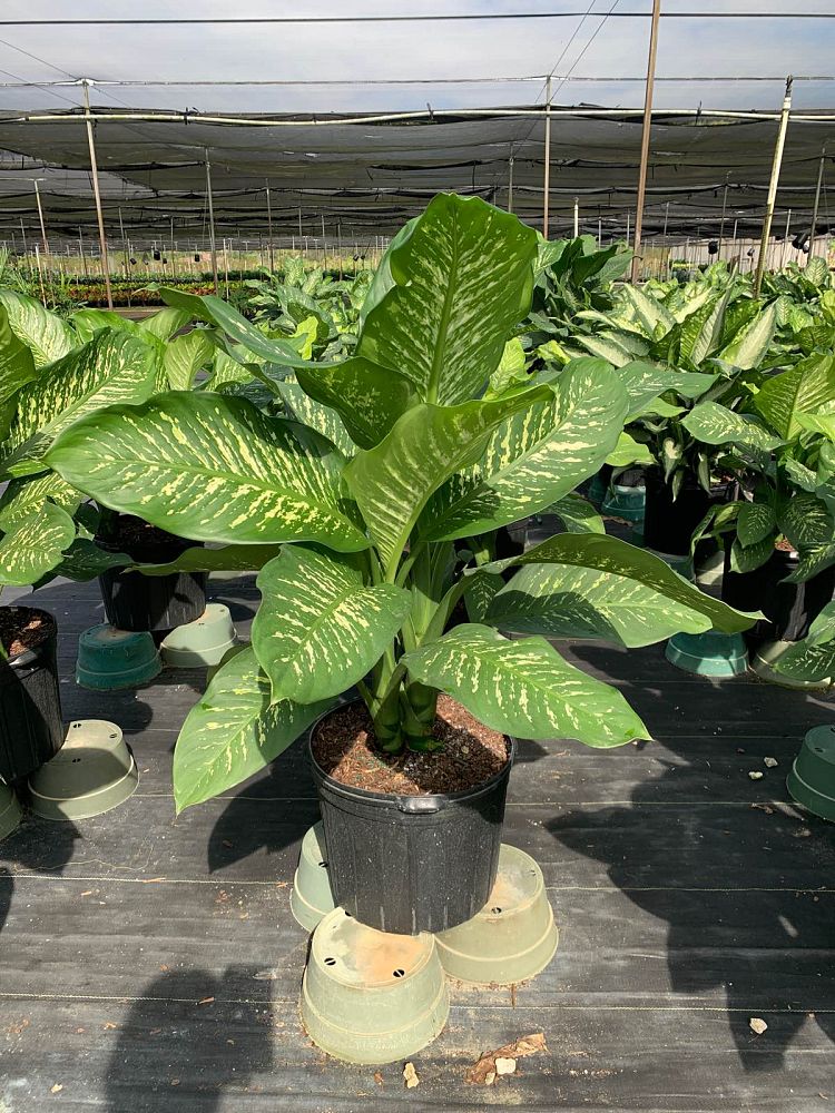 dieffenbachia-amoena-tropic-snow-dumb-cane