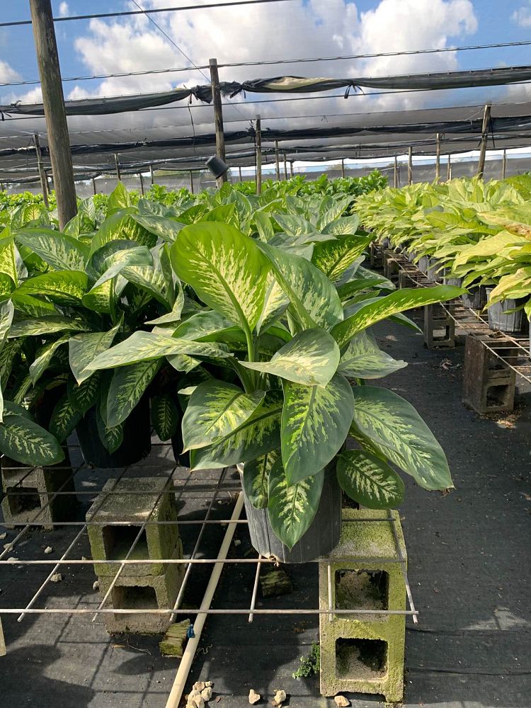 dieffenbachia-amoena-tropic-snow-dumb-cane
