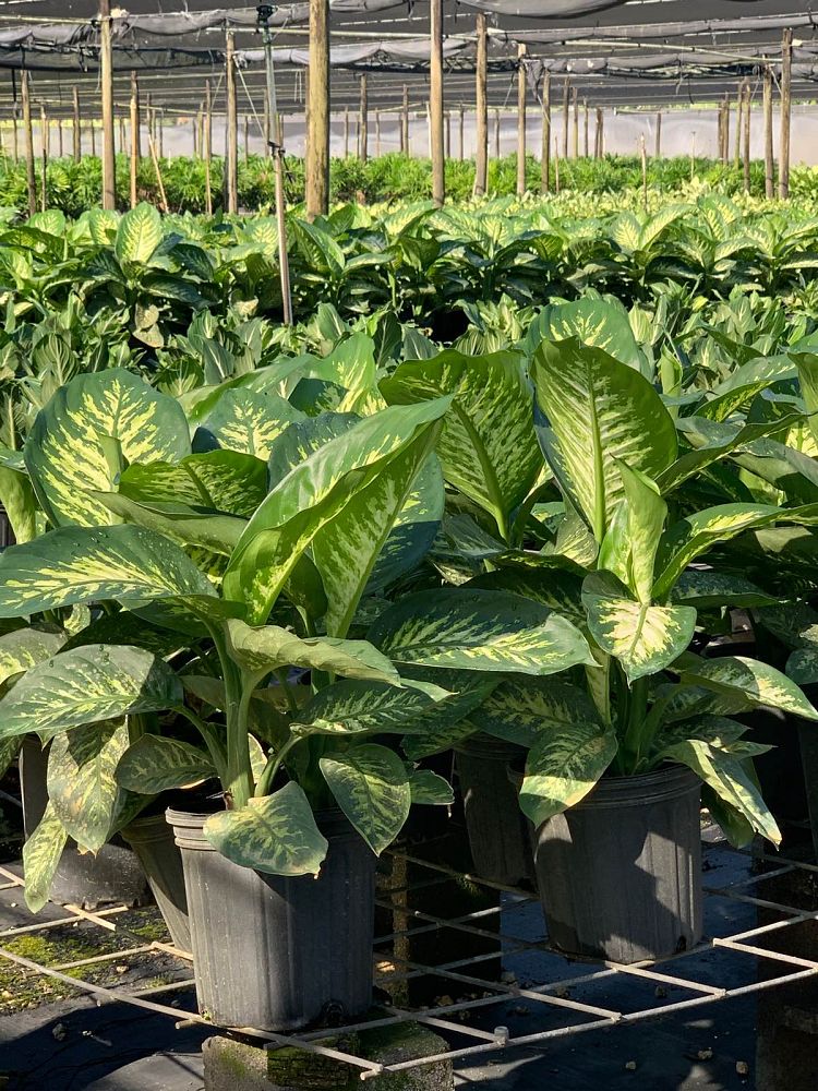 dieffenbachia-amoena-tropic-snow-dumb-cane