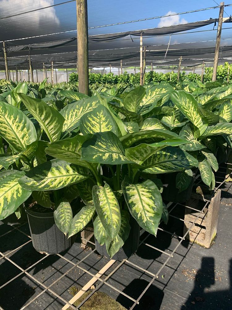 dieffenbachia-amoena-tropic-snow-dumb-cane